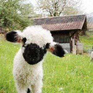 Meet your Posher, Perry